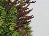 Amorpha fruticosa 2, Saxifraga-Jasenka Topic