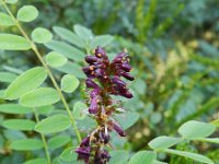 Amorpha fruticosa 5, Saxifraga-Rutger Barendse