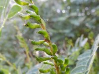 Amorpha fruticosa 6, Saxifraga-Rutger Barendse