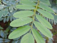 Amorpha fruticosa 8, Saxifraga-Rutger Barendse