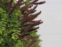 Amorpha fruticosa 2, Saxifraga-Jasenka Topic