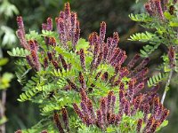 Amorpha fruticosa 3, Saxifraga-Bart Vastenhouw