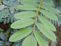 Amorpha fruticosa 8, Saxifraga-Rutger Barendse