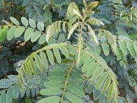 Amorpha fruticosa 9, Saxifraga-Rutger Barendse