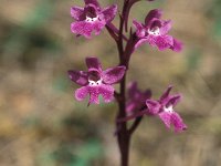 Anacamptis boryi 17, Saxifraga-Jan van der Straaten