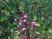 Anacamptis boryi 18, Saxifraga-Jan van der Straaten