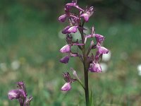 Anacamptis boryi 19, Saxifraga-Jan van der Straaten