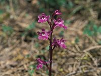 Anacamptis boryi 23, Saxifraga-Jan van der Straaten