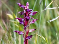 Anacamptis coriophora 32, Wantsenorchis, Saxifraga-Bart Vastenhouw