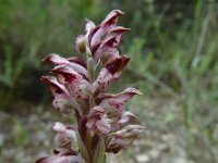 Anacamptis coriophora ssp fragrans 40, Welriekende wantsenorchis, Saxifraga-Ed Stikvoort : Limni Keri Zakynthos s9900