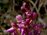 Anacamptis morio, Green-winged Orchid