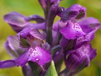 Anacamptis morio 147, Harlekijjn, Saxifraga-Mark Zekhuis