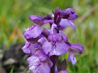 Anacamptis morio 150, Harlekijjn, Saxifraga-Mark Zekhuis