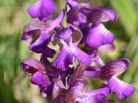 Anacamptis morio 150, Harlekijn, Saxifraga-Sonja Bouwman  855. Harlekijn - Anacamptis morio - Orchidaceae familie (i)