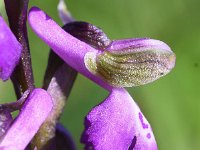 Anacamptis morio 152, Harlekijn, Saxifraga-Sonja Bouwman  855. Harlekijn - Anacamptis morio - Orchidaceae familie (i)