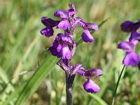 Anacamptis morio 154, Harlekijn, Saxifraga-Sonja Bouwman  855. Harlekijn - Anacamptis morio - Orchidaceae familie (i)