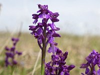 Anacamptis morio 156, Harlekijn, Saxifraga-Tom Heijnen