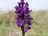 Anacamptis morio 157, Harlekijn, Saxifraga-Tom Heijnen