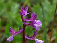 Anacamptis morio albanica 137, Saxifraga-Hans Dekker