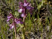 Orchis papilionacea ssp. schirwanica : Gebied, Israel, Orchid, Orchis, www.Saxifraga.nl