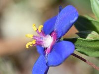 Anagallis monelli 41, Saxifraga-Sonja Bouwman  Flaxleaf pimpernel - Anagallis monelli - Primulaceae familie