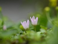 Anagallis tenella 51, Teer guichelheil, Saxifraga-Luuk Vermeer