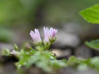 Anagallis tenella 53, Teer guichelheil, Saxifraga-Luuk Vermeer