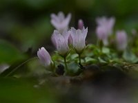 Anagallis tenella 54, Teer guichelheil, Saxifraga-Luuk Vermeer