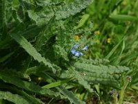 Anchusa arvensis 1, Kromhals, Saxifraga-Dirk Hilbers