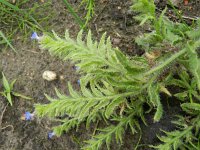 Anchusa arvensis 10, Kromhals, Saxifraga-Rutger Barendse