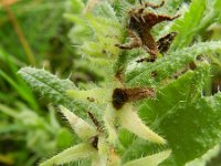 Anchusa arvensis 11, Kromhals, Saxifraga-Rutger Barendse