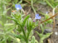 Anchusa arvensis 12, Kromhals, Saxifraga-Rutger Barendse