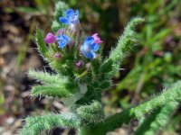 Anchusa arvensis 13, Kromhals, Saxifraga-Ed Stikvoort