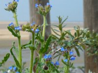 Anchusa arvensis 15, Kromhals, Saxifraga-Ed Stikvoort