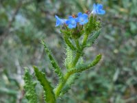 Anchusa arvensis 16, Kromhals, Saxifraga-Ed Stikvoort