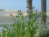 Anchusa arvensis 17, Kromhals, Saxifraga-Ed Stikvoort