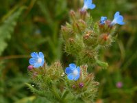 Anchusa arvensis 18, Kromhals, Saxifraga-Ed Stikvoort