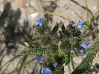 Anchusa arvensis 19, Kromhals, Saxifraga-Jan van der Straaten