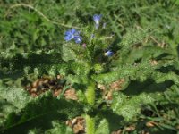 Anchusa arvensis 2, Kromhals, Saxifraga-Rutger Barendse