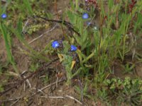 Anchusa arvensis 20, Kromhals, Saxifraga-Hans Boll