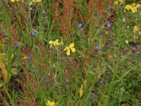 Anchusa arvensis 22, Kromhals, Saxifraga-Hans Boll