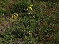 Anchusa arvensis 23, Kromhals, Saxifraga-Hans Boll