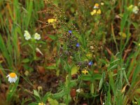 Anchusa arvensis 26, Kromhals, Saxifraga-Hans Boll