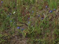 Anchusa arvensis 27, Kromhals, Saxifraga-Hans Boll