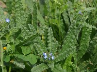 Anchusa arvensis 28, Kromhals, Saxifraga-Dirk Hilbers