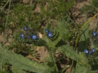 Anchusa arvensis 3, Kromhals, Saxifraga-Willem van Kruijsbergen