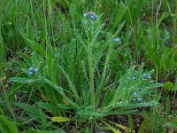 Anchusa arvensis 30, Kromhals, Saxifraga-Ed Stikvoort