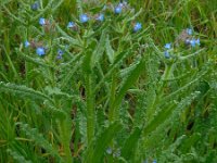 Anchusa arvensis 31, Kromhals, Saxifraga-Ed Stikvoort