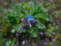 Anchusa arvensis 32, Kromhals, Saxifraga-Ed Stikvoort