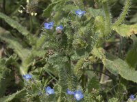 Anchusa arvensis 33, Kromhals, Saxifraga-Willem van Kruijsbergen